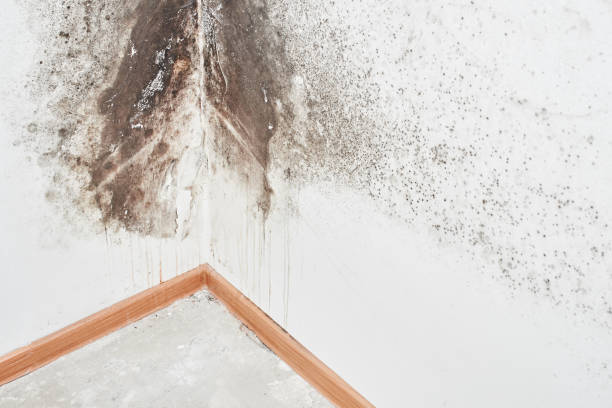 Why You Should Choose Our Mold Remediation Services in Henderson, TX